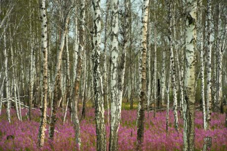 Birkenwald mit Weidenröschen in der Westsibirischen Tiefebene in Russland