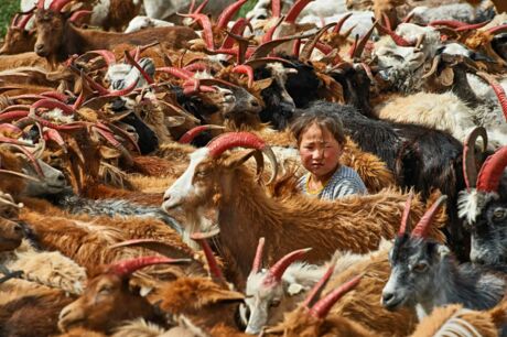 Eine Hirtenfamilie melkt ihre Ziegen in den Bergen des Santyn Nuruu nahe der Straße von Arvaikheer nach Ulan Bataar, Mongolei 2013