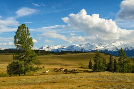 Pferde-Herde in der Kuraiski Steppe im Altai in Russland